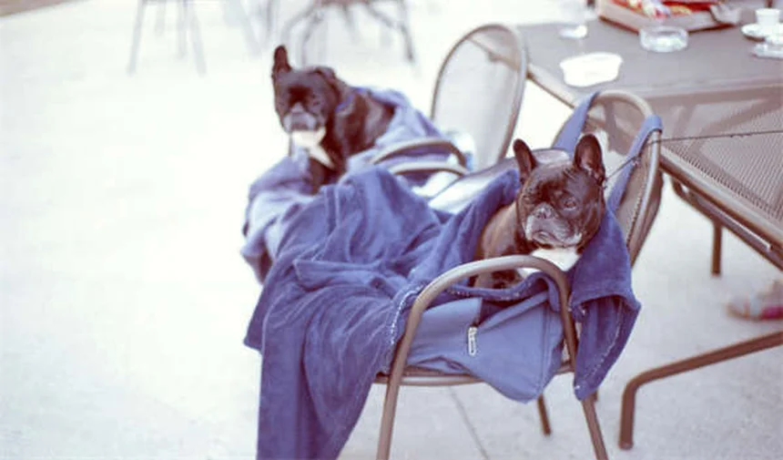 犬が幸せな時の13のサイン｜愛犬のボディランゲージ徹底解説