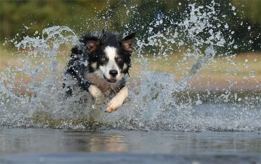 犬のクッシング症候群治療薬「ミトタン」の効果と注意点【完全ガイド】