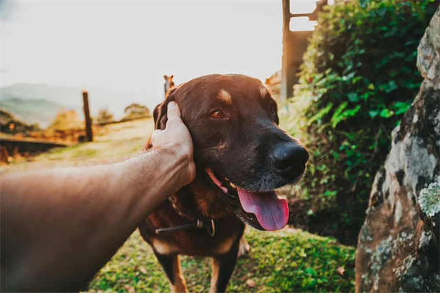 犬のバリアフラストレーション対策5選｜吠え癖を改善する方法