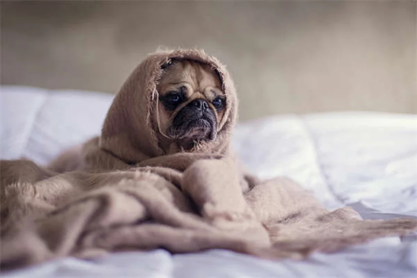 犬のバリアフラストレーション対策5選｜吠え癖を改善する方法