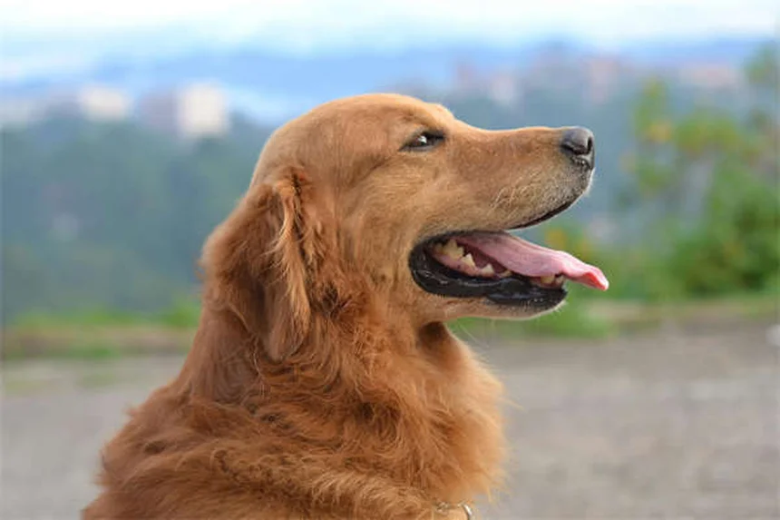 イトラコナゾールの効果と正しい使い方【獣医師が解説】