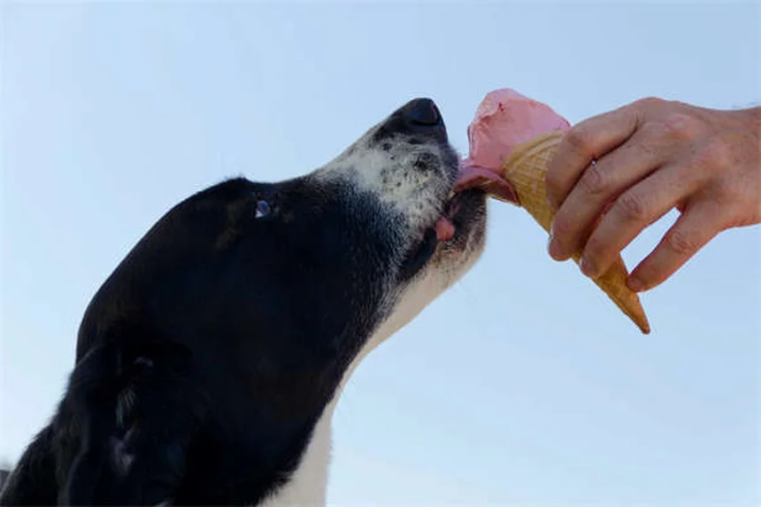 ペットの季節性情動障害(SAD)対策｜冬に元気がない愛犬・愛猫の原因と対処法
