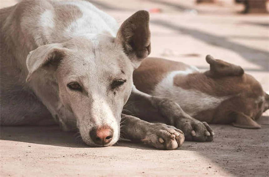 ペットの季節性情動障害(SAD)対策｜冬に元気がない愛犬・愛猫の原因と対処法