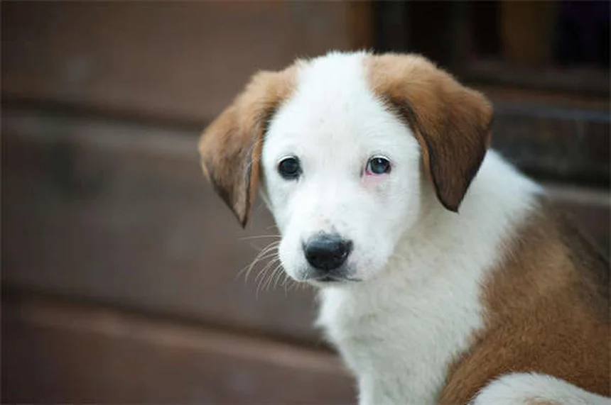 ペットの季節性情動障害(SAD)対策｜冬に元気がない愛犬・愛猫の原因と対処法