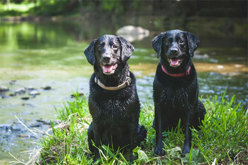鼻ぺちゃ犬の暑さ対策5選｜夏を安全に過ごすコツを解説