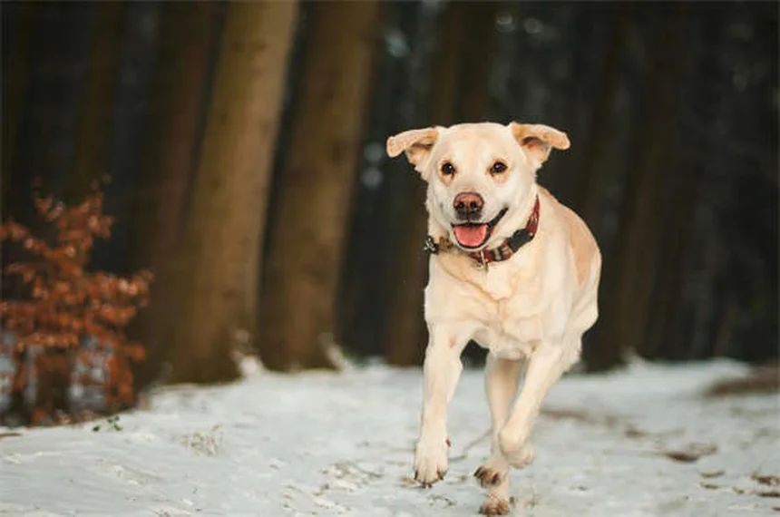 鼻ぺちゃ犬の暑さ対策5選｜夏を安全に過ごすコツを解説