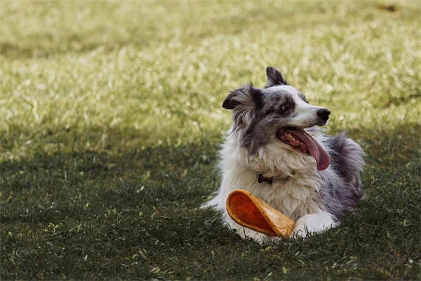 馬のサプリメントおすすめ10選｜獣医師が教える選び方と効果的な与え方