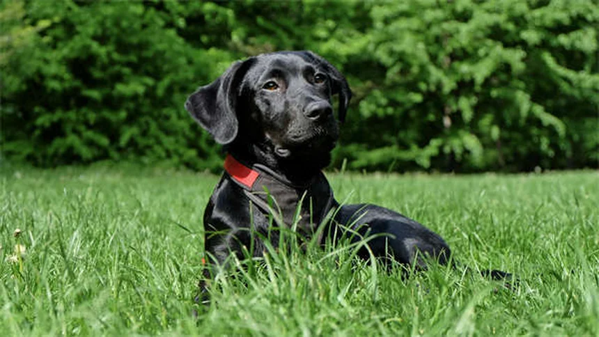 新学期の犬のストレス対策5選｜分離不安を解消する方法