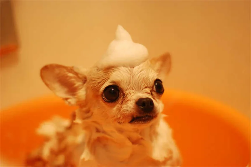 ペットのストレス解消法7選｜自然療法で愛犬・愛猫をリラックスさせるコツ