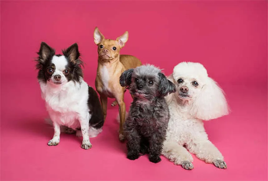 ペットのストレス解消法7選｜自然療法で愛犬・愛猫をリラックスさせるコツ