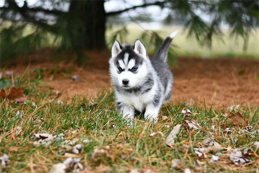 犬のルアーコーシングとは？サイトハウンドの狩猟本能を安全に発揮する方法