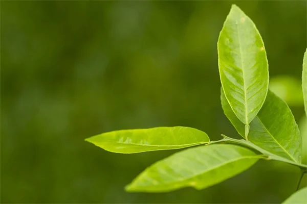 ペットの薬が高い理由とは？獣医師が解説する医薬品の真実