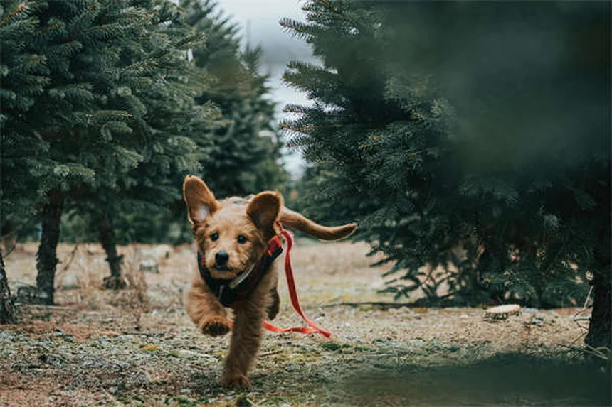 犬が顔を舐める7つの心理｜愛情表現からストレスサインまで徹底解説