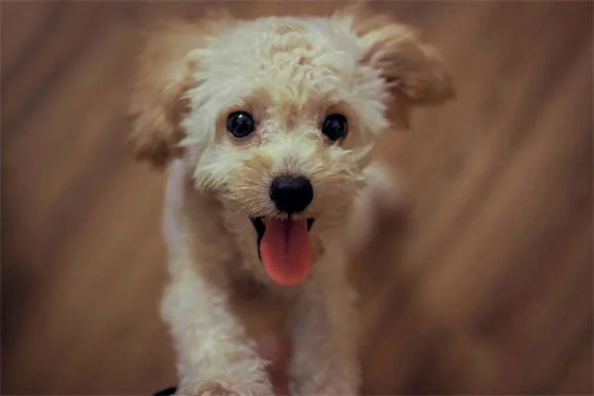 犬が顔を舐める7つの心理｜愛情表現からストレスサインまで徹底解説