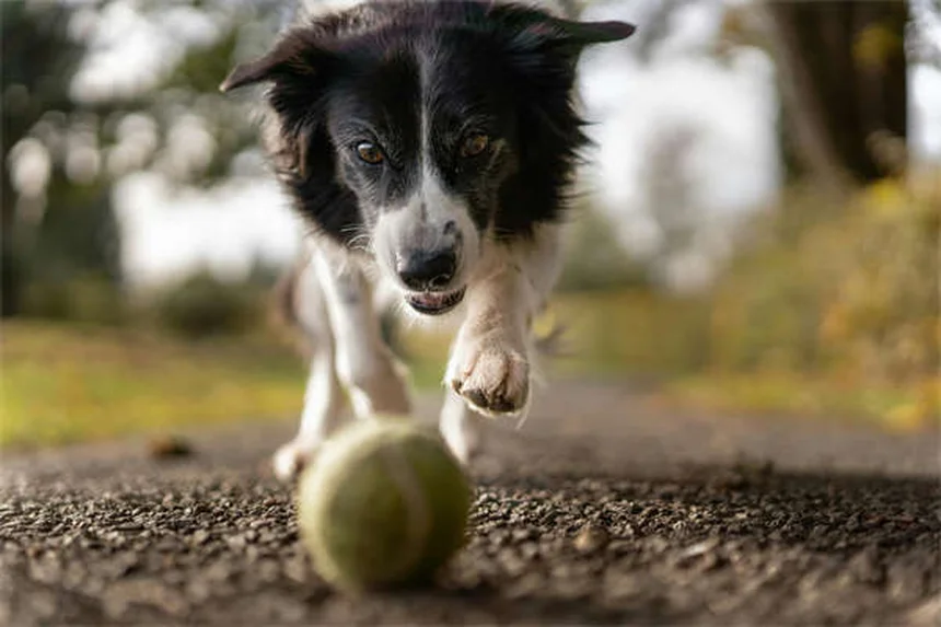 犬が顔を舐める7つの心理｜愛情表現からストレスサインまで徹底解説