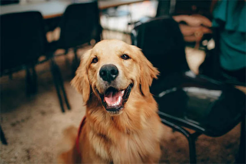 犬のアレルギー対策！ホリスティック治療で痒みを解消する5つの方法