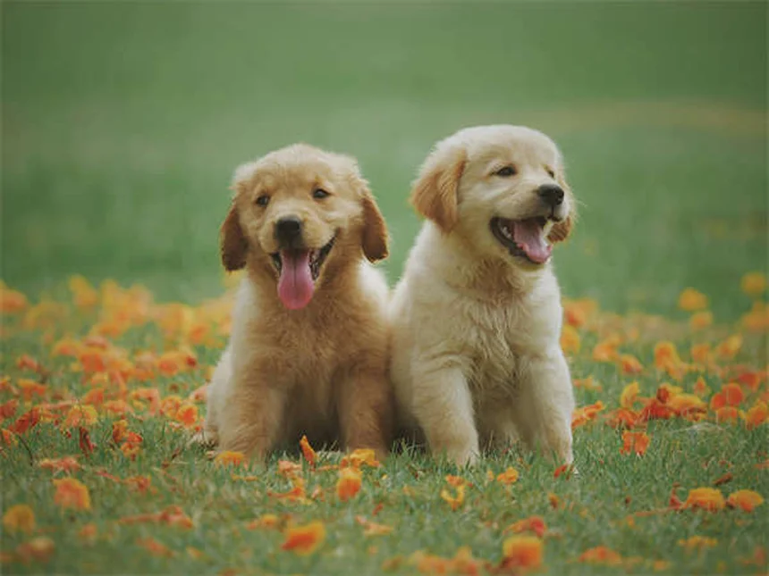 犬のアレルギー対策！ホリスティック治療で痒みを解消する5つの方法