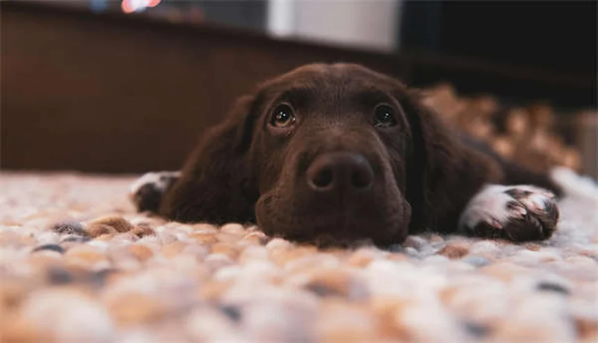 犬をリラックスさせる10の自然な方法【獣医師推奨】