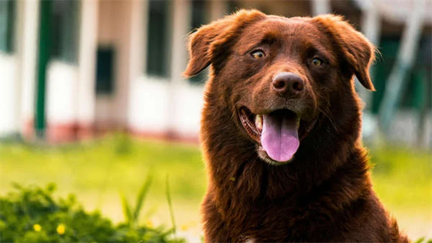 犬をリラックスさせる10の自然な方法【獣医師推奨】