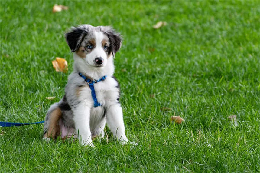 犬の不安症に効くブスピロンとは？効果的な使い方と注意点