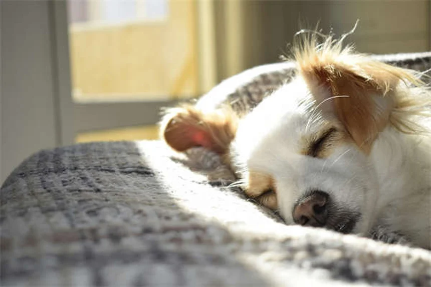 犬の不安症に効くブスピロンとは？効果的な使い方と注意点