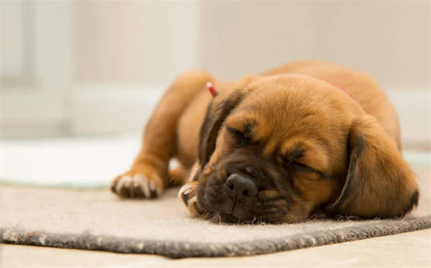 犬の不安症に効くブスピロンとは？効果的な使い方と注意点