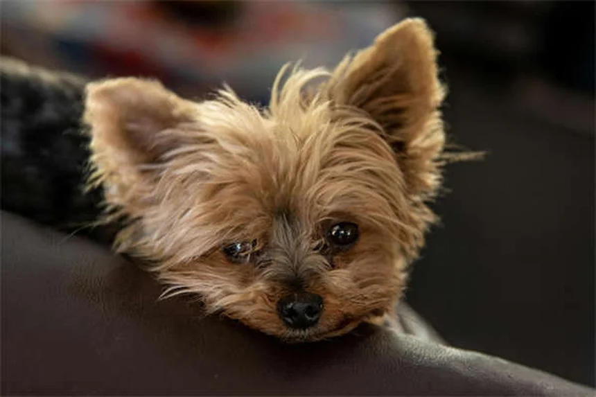 犬のノミ・ダニ駆除薬が効くまでの時間【獣医師解説】