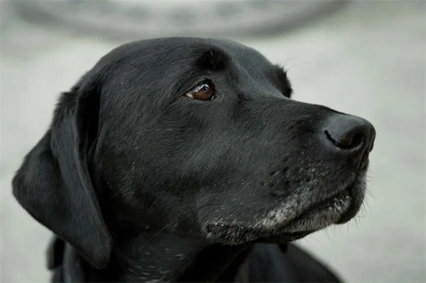 犬のノミ・ダニ駆除薬が効くまでの時間【獣医師解説】
