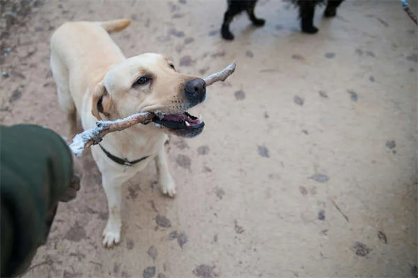 犬のノミ・ダニ駆除薬が効くまでの時間【獣医師解説】