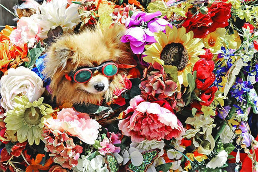 犬と猫のダニ予防薬の違いとは？正しい選び方と効果的な使い方