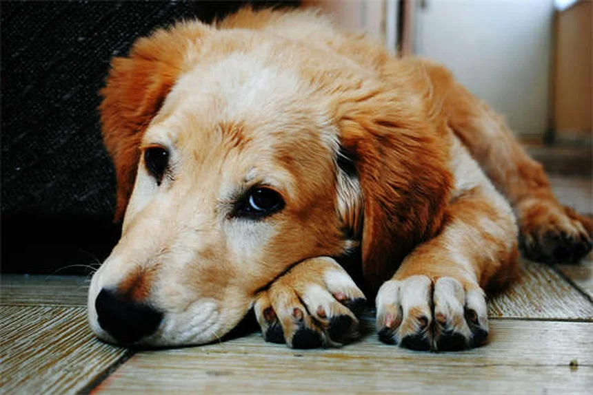 犬と猫のダニ予防薬の違いとは？正しい選び方と効果的な使い方