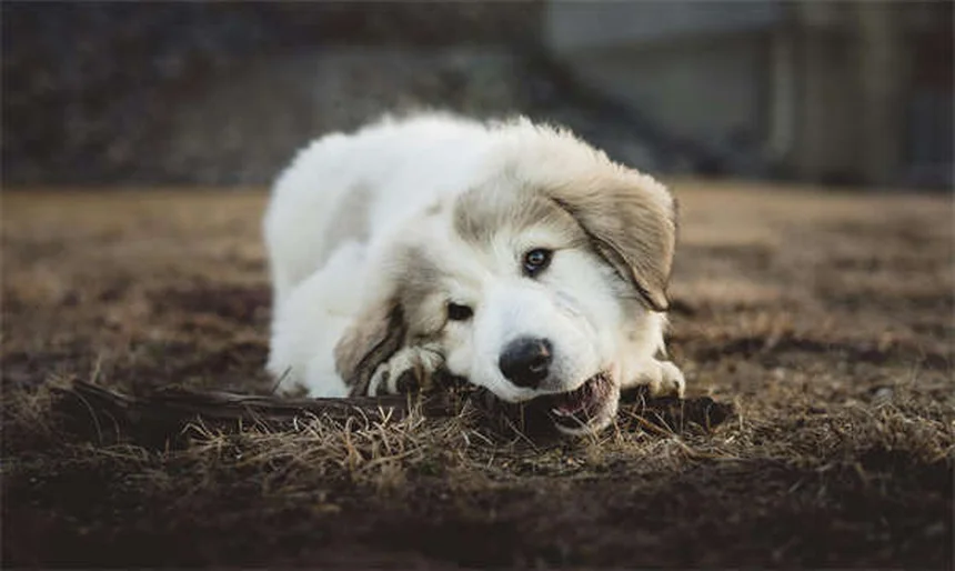 アレルギー持ちでも安心！ノンアレルギー犬種おすすめ30選