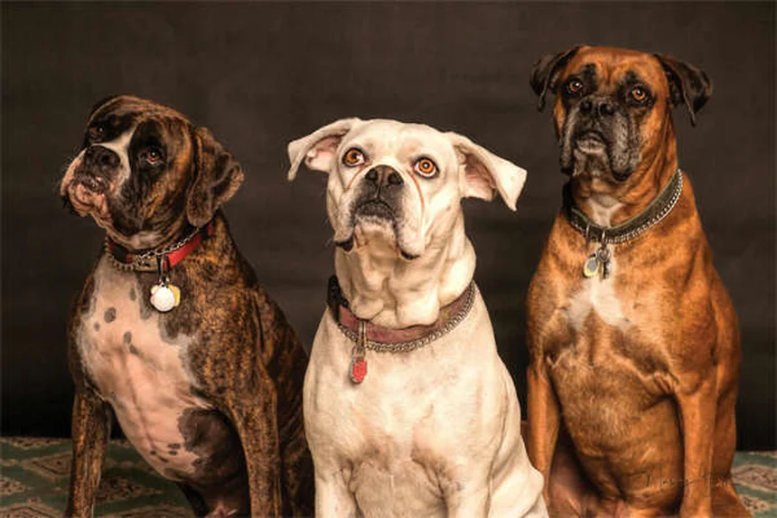 アレルギー持ちでも安心！ノンアレルギー犬種おすすめ30選