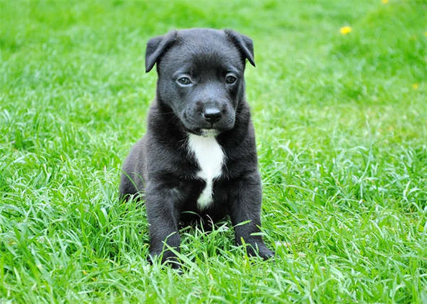 馬のレプトスピラ症の初期症状と治療法、飼い主が知っておくべきこと