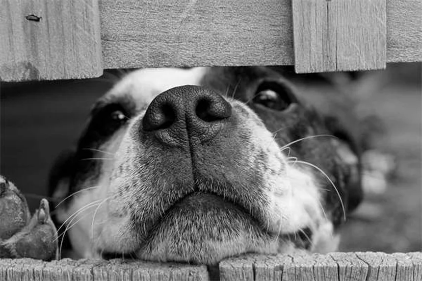 馬のレプトスピラ症の初期症状と治療法、飼い主が知っておくべきこと